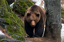 Orso Bruno